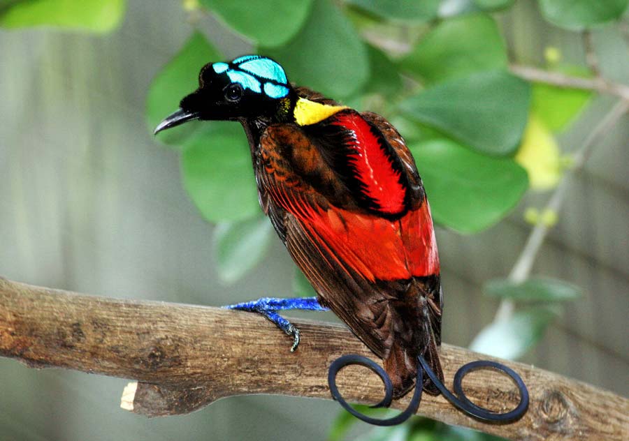 Wilson’s Bird-of-paradise