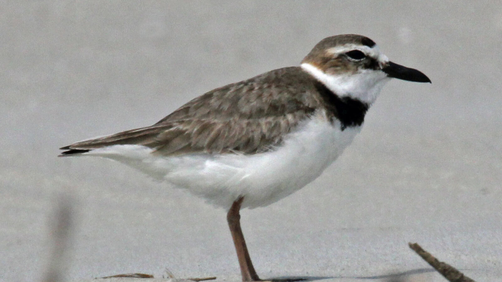 Wilson’s Plover