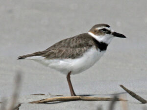 Wilson’s Plover