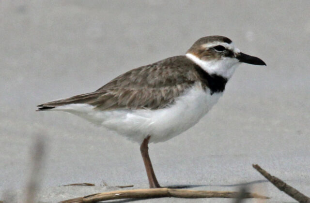 Wilson’s Plover