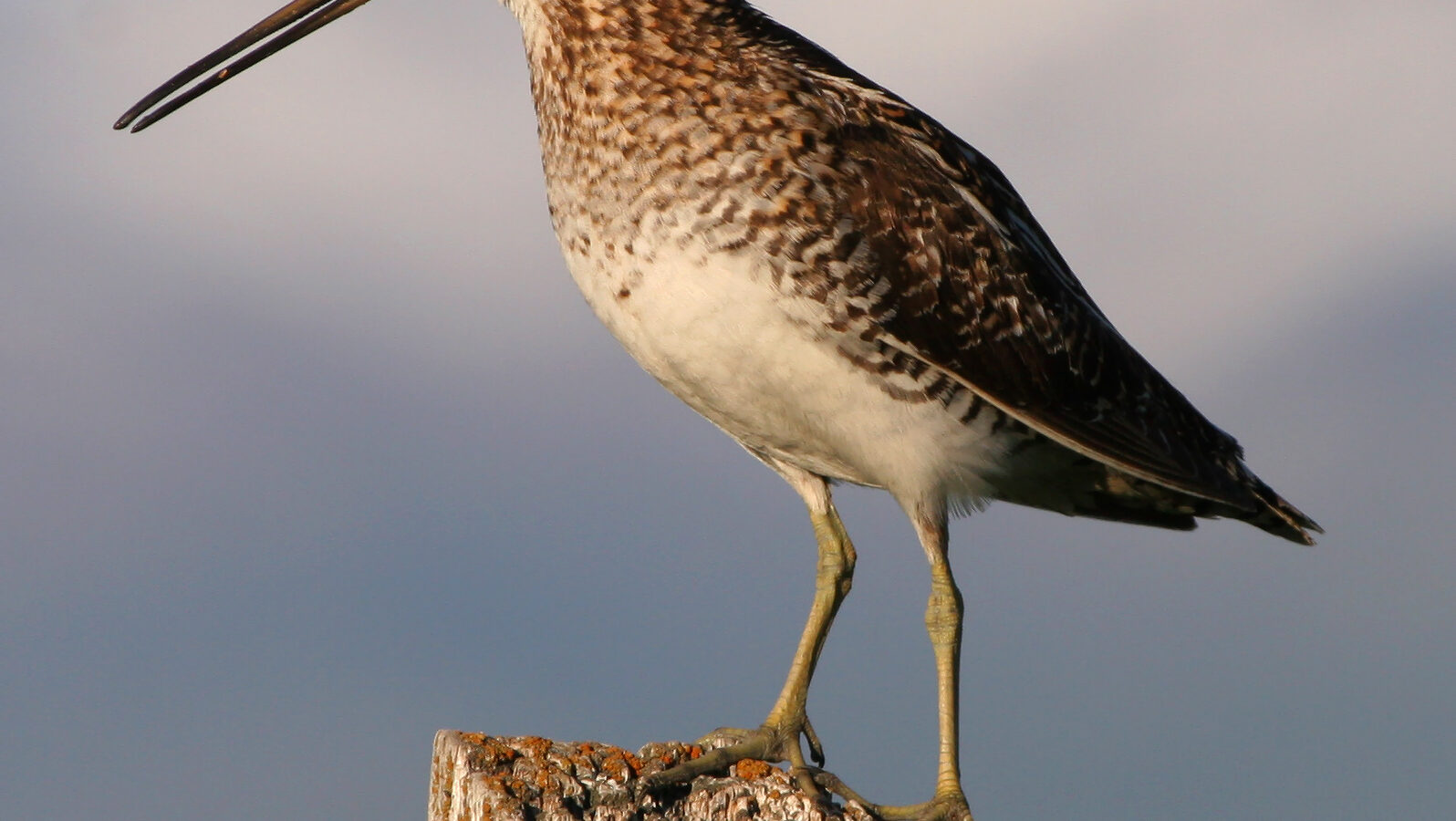 Wilson’s Snipe