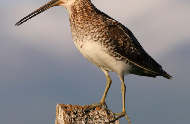Wilson’s Snipe