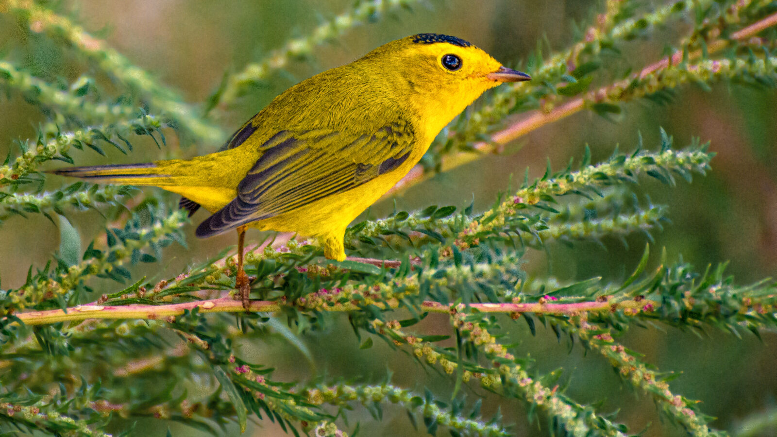 Wilson’s Warbler
