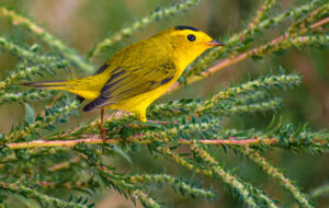 Wilson’s Warbler