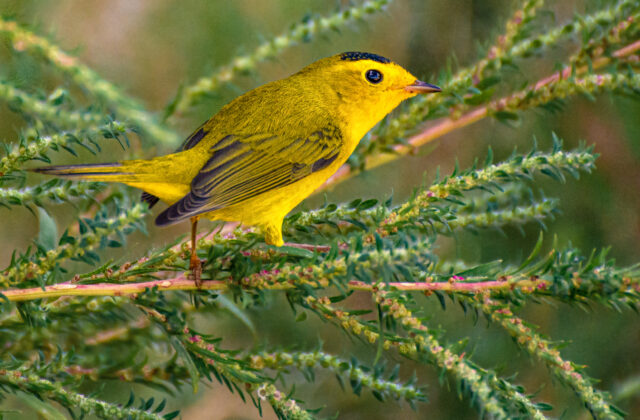 Wilson’s Warbler