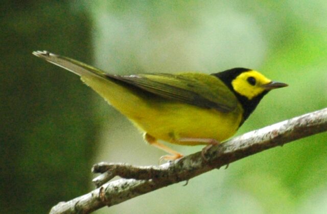 Hooded Warbler