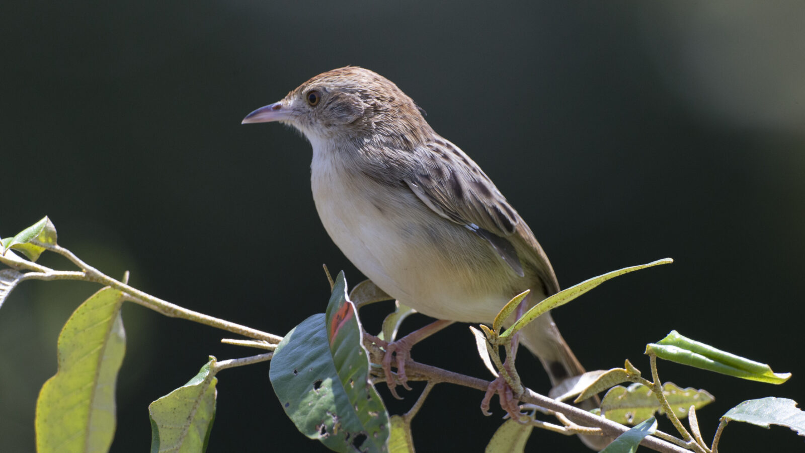 Winding Cisticola