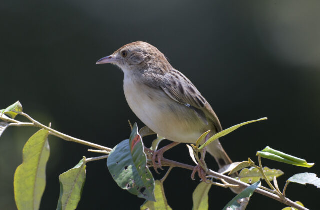 Winding Cisticola