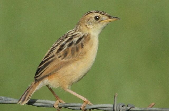 Wing-snapping Cisticola