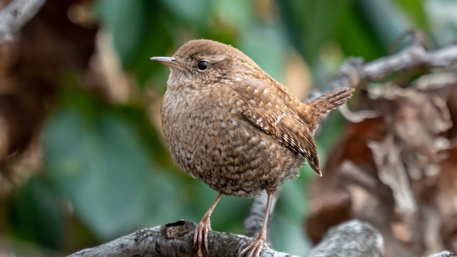 Winter Wren