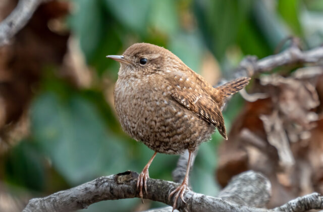 Winter Wren