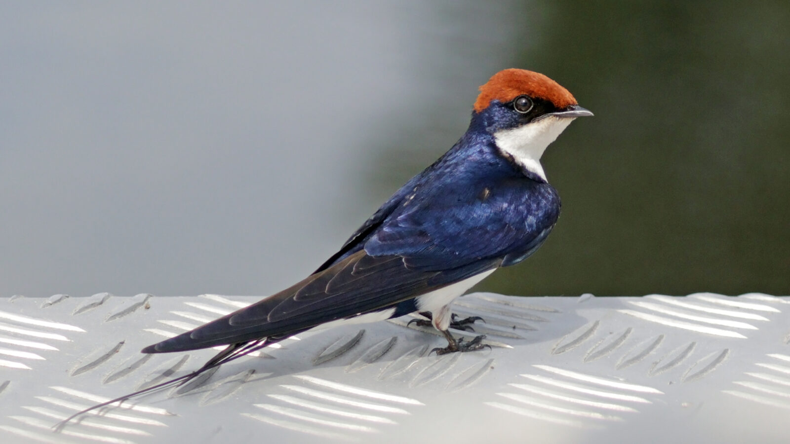 Wire-tailed Swallow