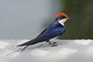 Wire-tailed Swallow