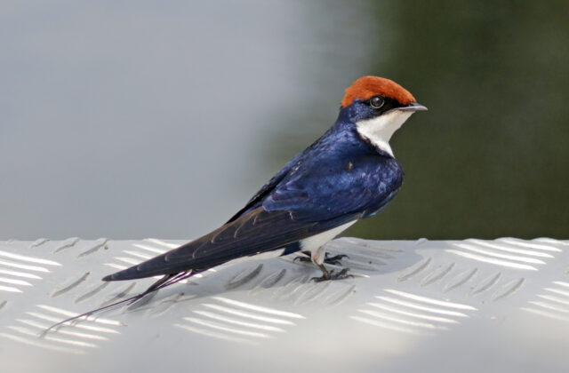 Wire-tailed Swallow