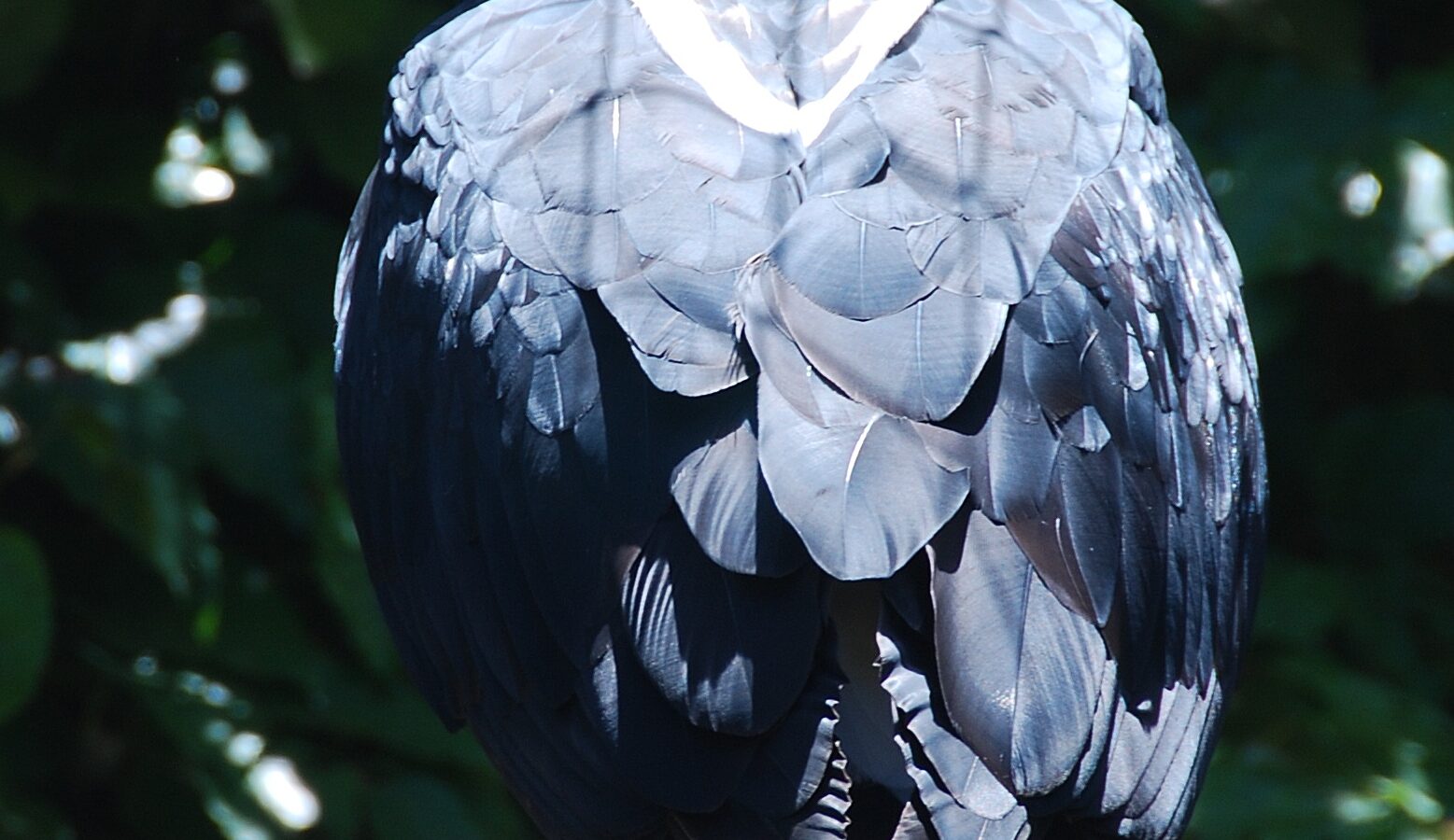 Verreaux’s Eagle