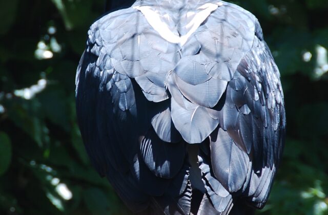 Verreaux’s Eagle