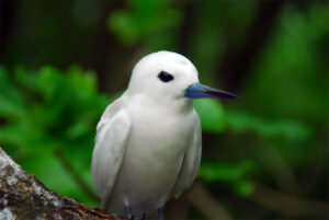 Blue-billed White Tern