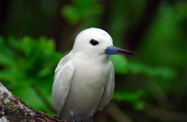 Blue-billed White Tern