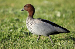 Maned Duck