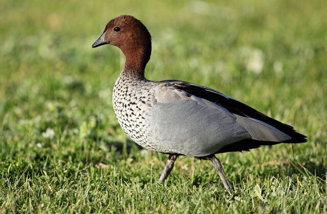 Maned Duck