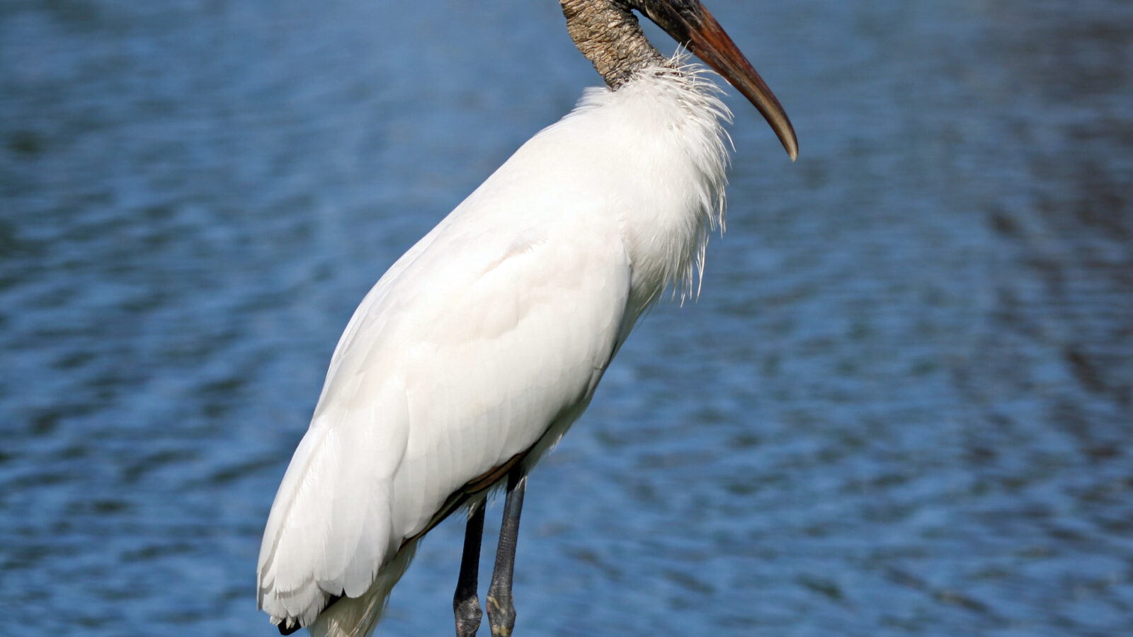 Wood Stork
