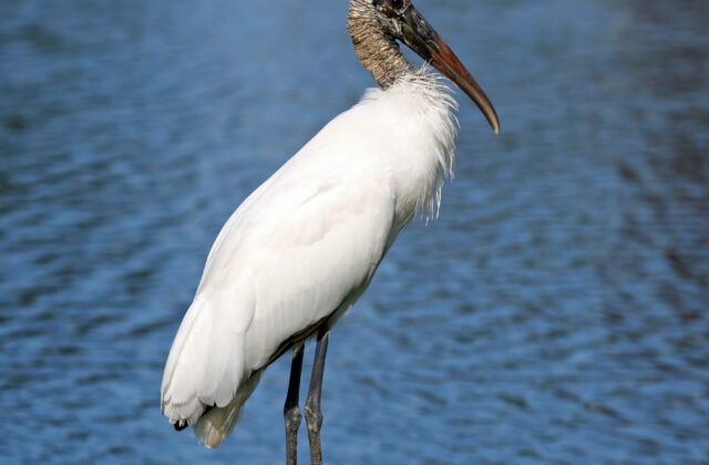 Wood Stork