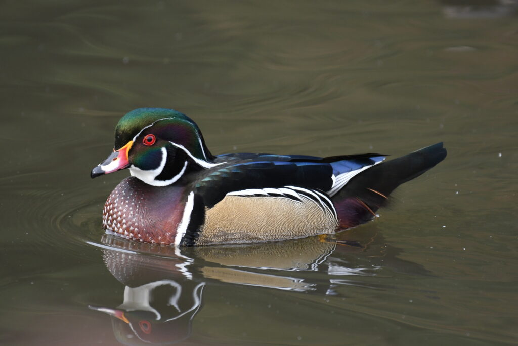 Wood Duck