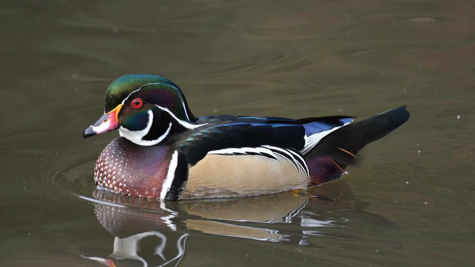 Wood Duck