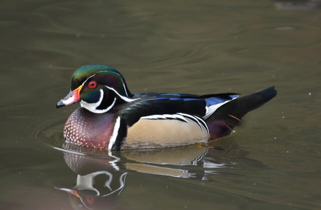 Wood Duck