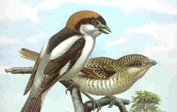 Woodchat Shrike