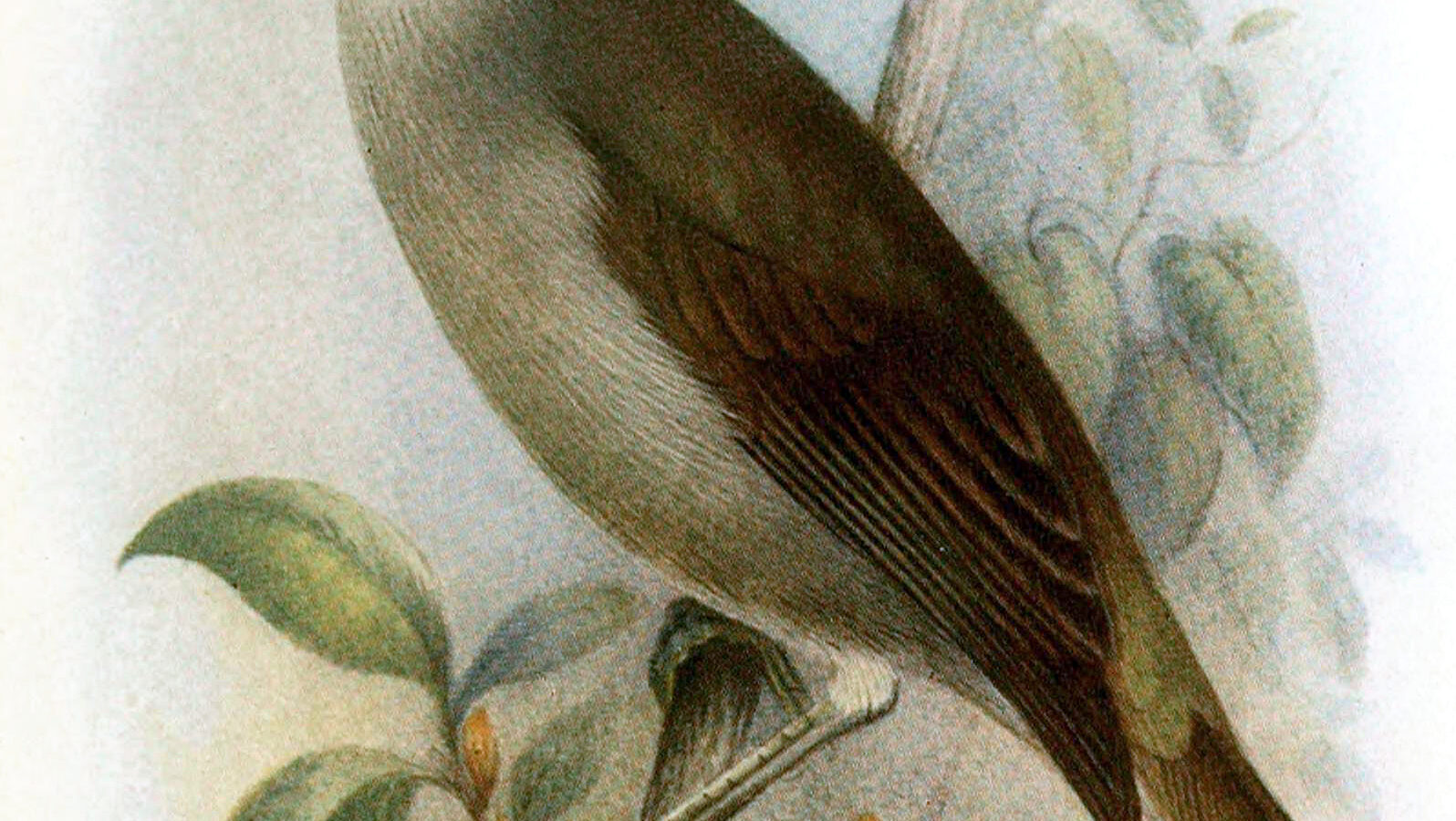 Bare-eyed White-eye