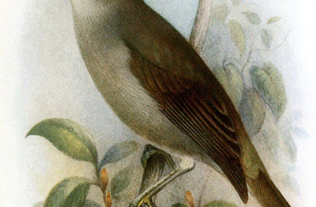 Bare-eyed White-eye