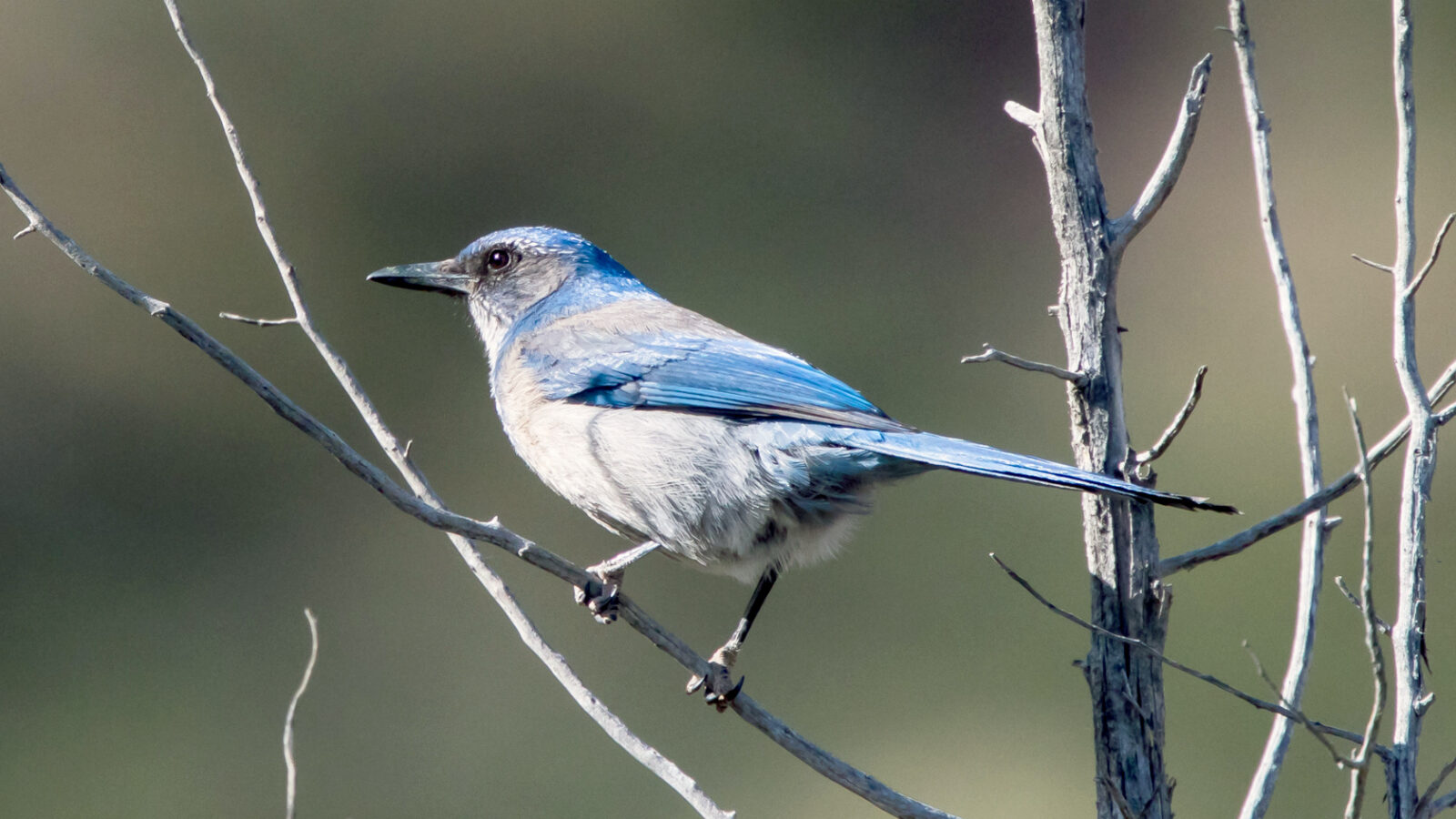 Woodhouse’s Scrub Jay