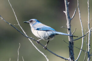 Woodhouse’s Scrub Jay