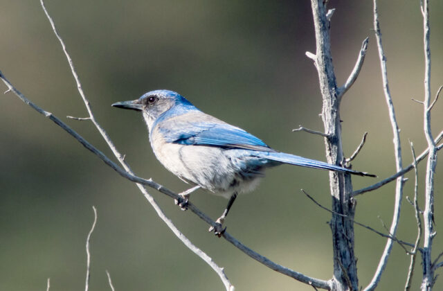 Woodhouse’s Scrub Jay