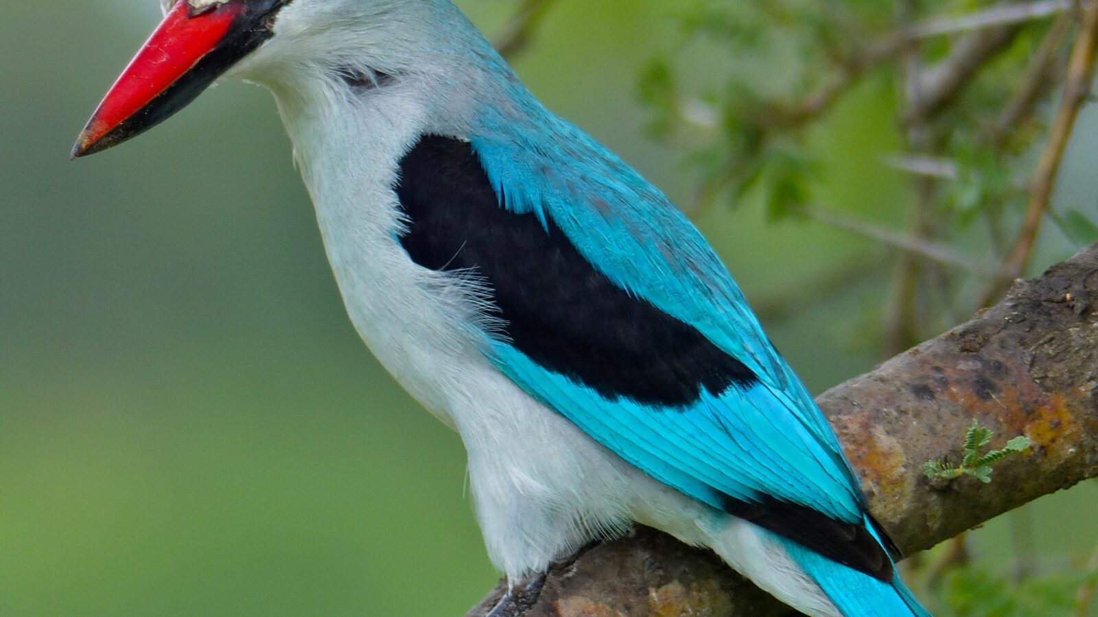 Woodland Kingfisher