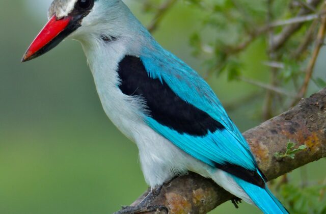 Woodland Kingfisher