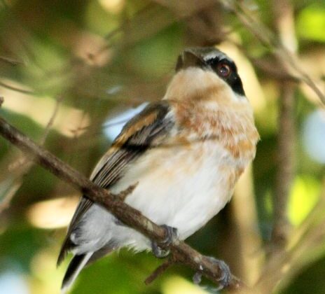 Woodwards’ Batis