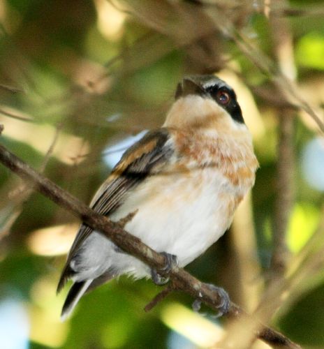 Woodwards’ Batis