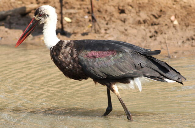 African Woolly-necked Stork