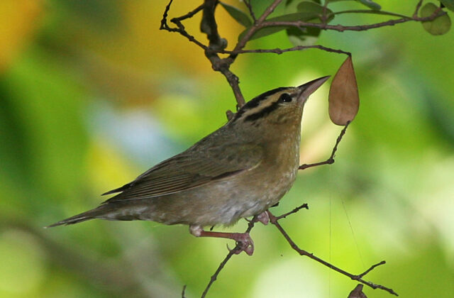 Worm-eating Warbler
