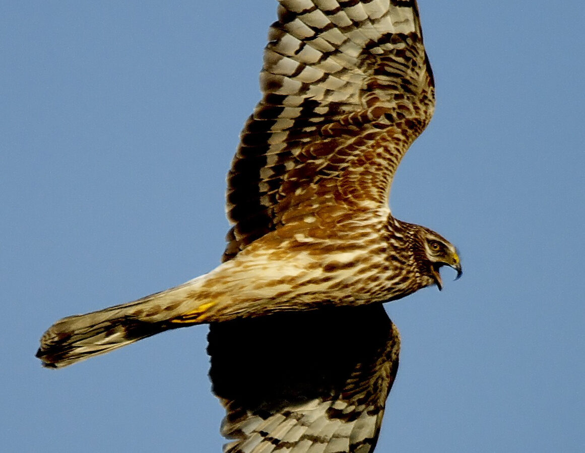 Hen Harrier