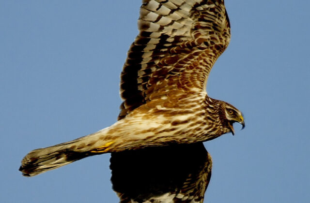 Hen Harrier