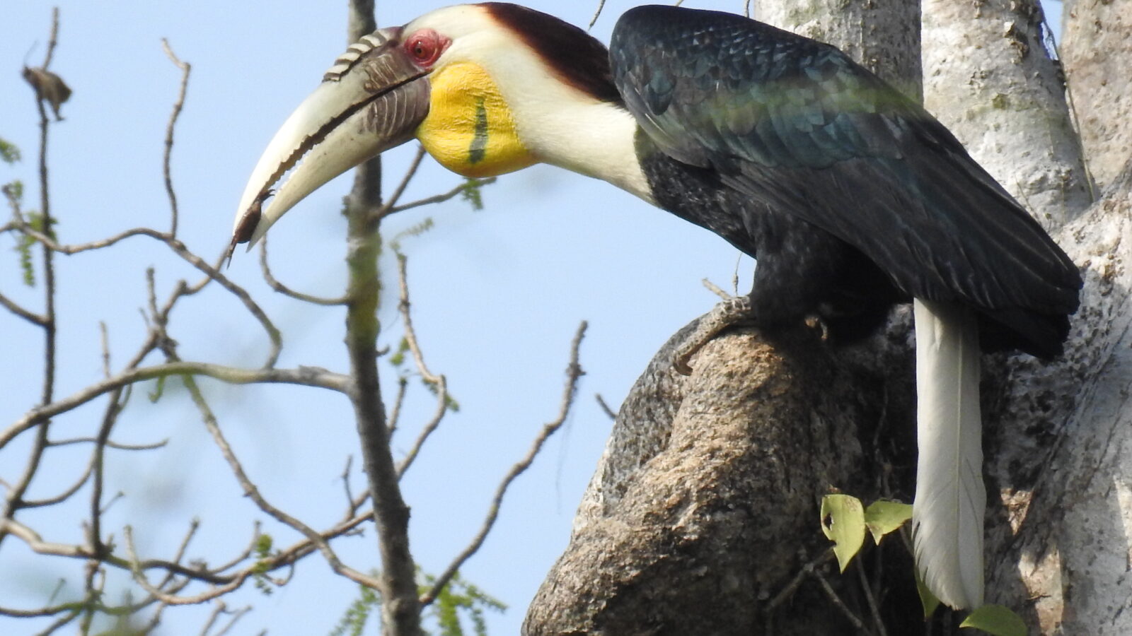 Wreathed Hornbill