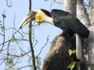 Wreathed Hornbill