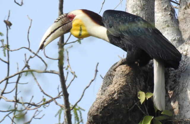 Wreathed Hornbill