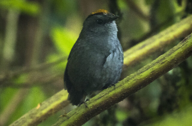 Wrenthrush