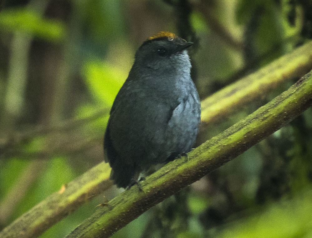 Wrenthrush