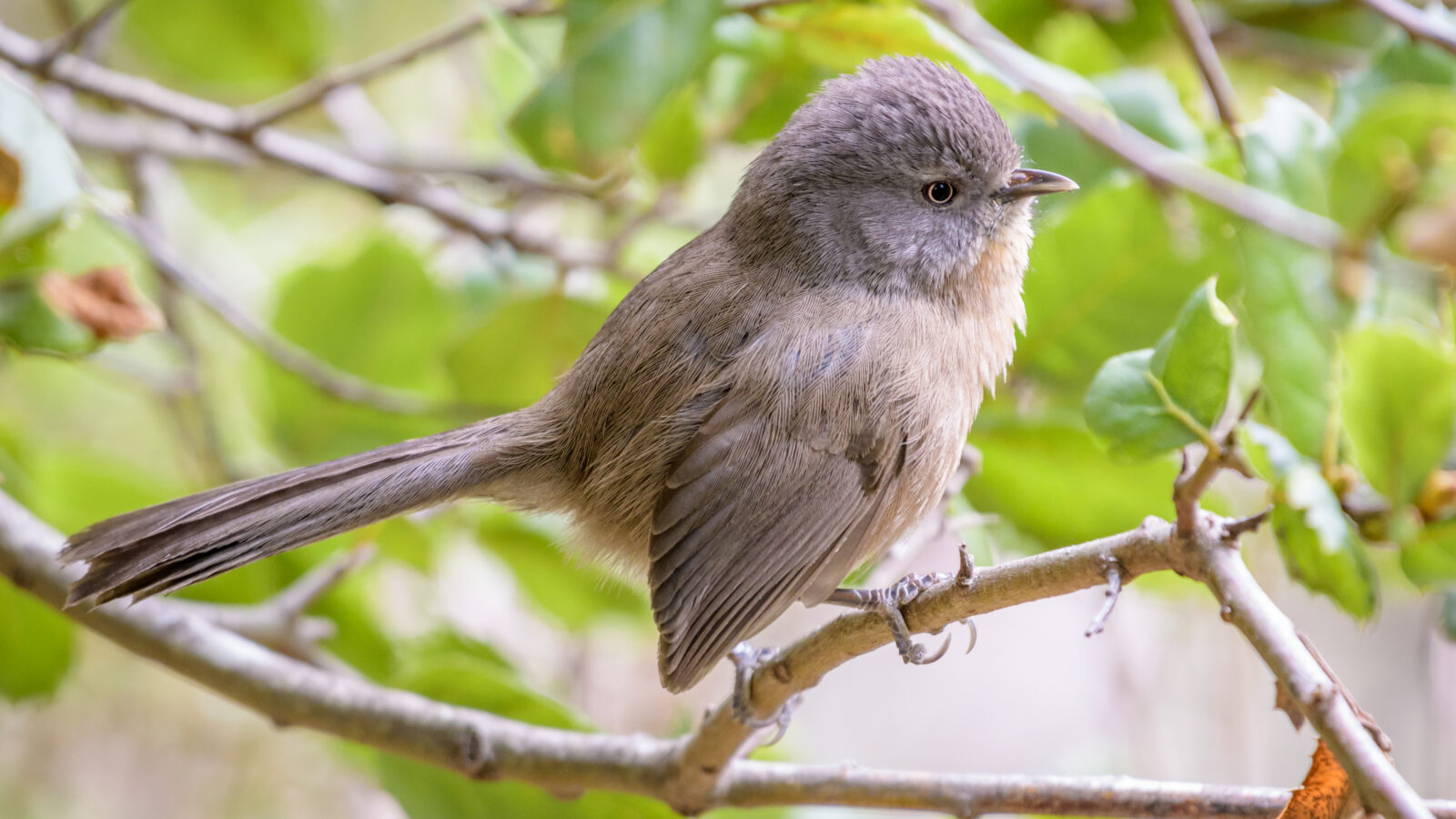 Wrentit