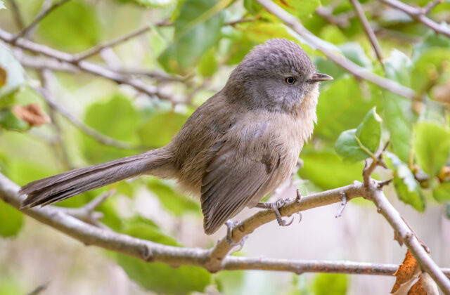 Wrentit